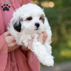 Patches, Shih-Poo Puppy