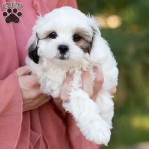 Patches, Shih-Poo Puppy