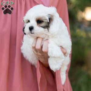 Patches, Shih-Poo Puppy