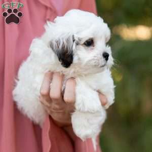 Patches, Shih-Poo Puppy