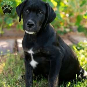 Alan, Golden Retriever Mix Puppy