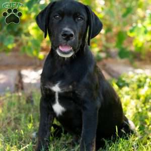 Alan, Golden Retriever Mix Puppy