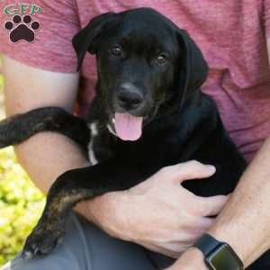 Alan, Golden Retriever Mix Puppy