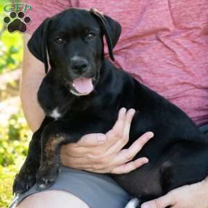 Alan, Golden Retriever Mix Puppy