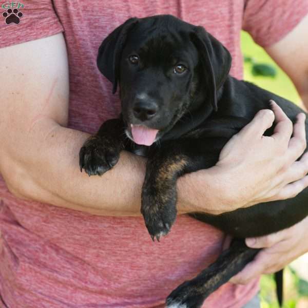 Alan, Golden Retriever Mix Puppy
