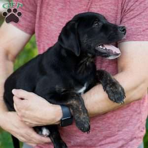 Alan, Golden Retriever Mix Puppy