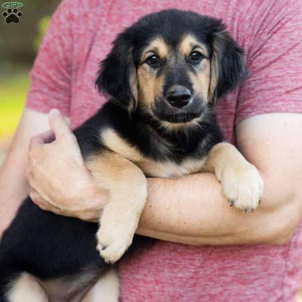 Sarah, Golden Retriever Mix Puppy