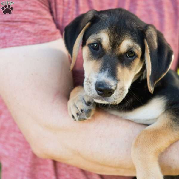 Claire, Golden Retriever Mix Puppy