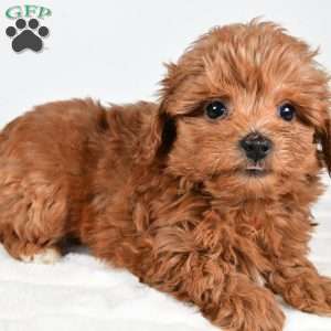 Honey, Havapoo Puppy