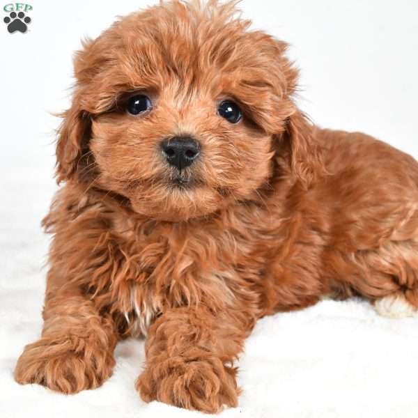 Honey, Havapoo Puppy