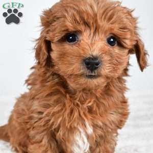 Honey, Havapoo Puppy