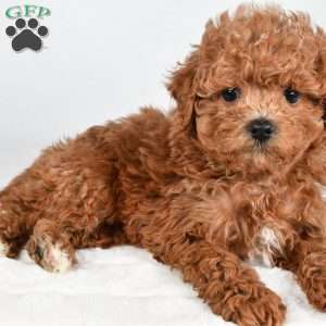 Ginger, Havapoo Puppy