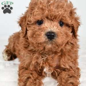 Ginger, Havapoo Puppy