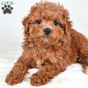Ginger, Havapoo Puppy