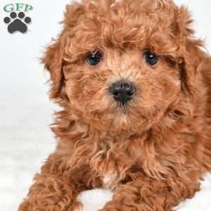 Ginger, Havapoo Puppy