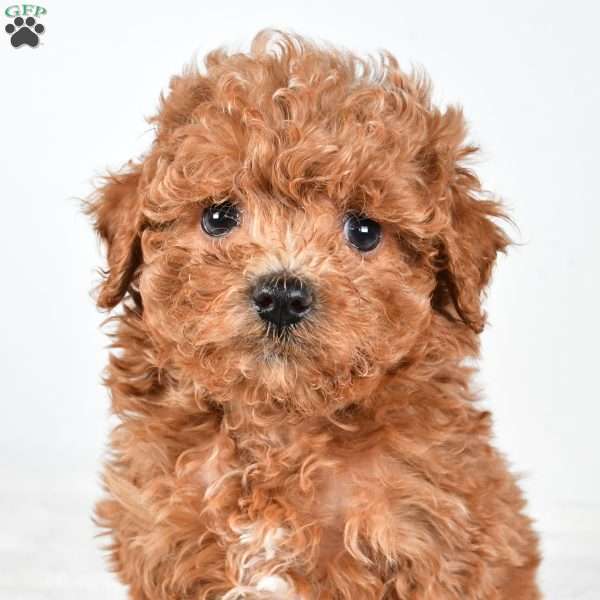 Ginger, Havapoo Puppy