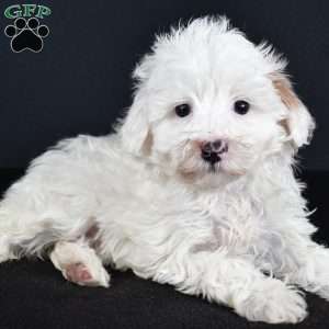 Aspen, Havapoo Puppy
