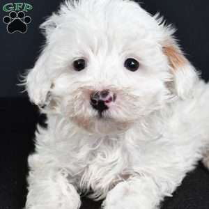 Aspen, Havapoo Puppy