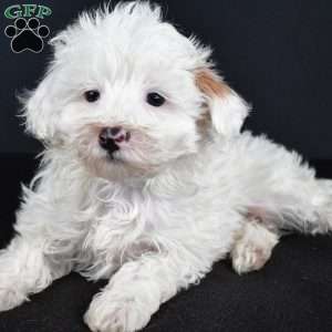 Aspen, Havapoo Puppy