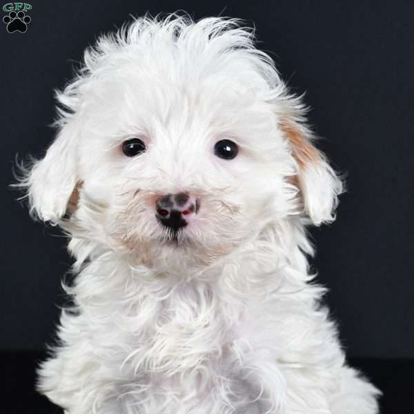 Aspen, Havapoo Puppy