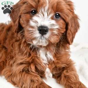 Cider, Cavapoo Puppy