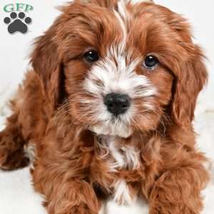 Cider, Cavapoo Puppy