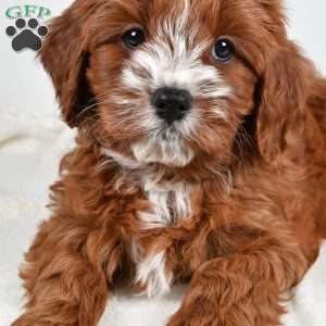 Cider, Cavapoo Puppy