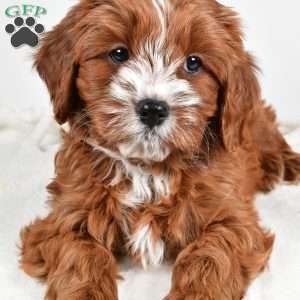 Cider, Cavapoo Puppy