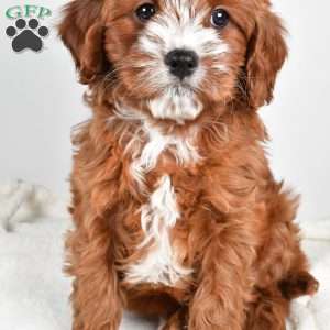 Cider, Cavapoo Puppy