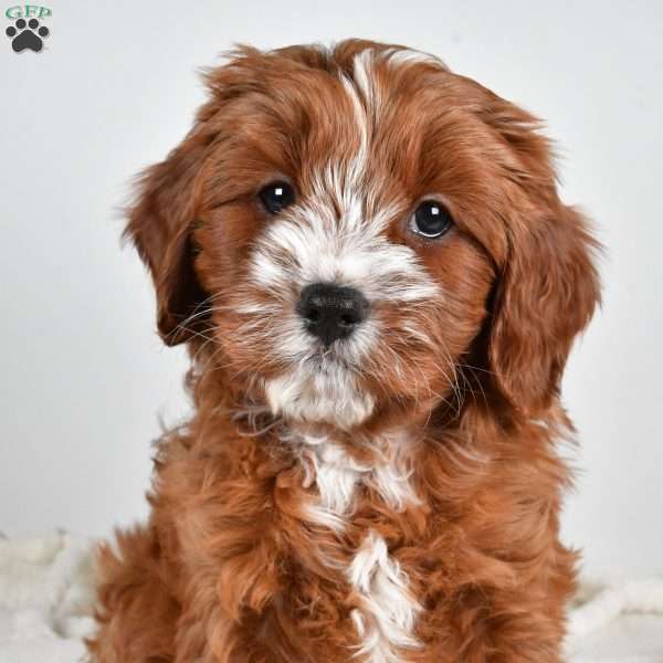 Cider, Cavapoo Puppy