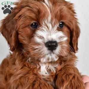Cider, Cavapoo Puppy