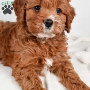 Mable, Cavapoo Puppy