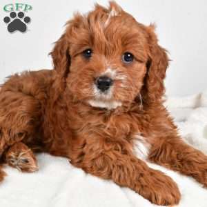 Mable, Cavapoo Puppy
