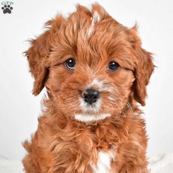 Mable, Cavapoo Puppy