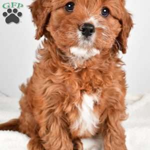 Mable, Cavapoo Puppy