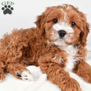 Hazel, Cavapoo Puppy