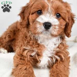 Hazel, Cavapoo Puppy
