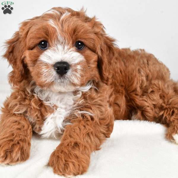 Hazel, Cavapoo Puppy