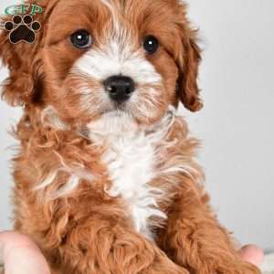 Hazel, Cavapoo Puppy
