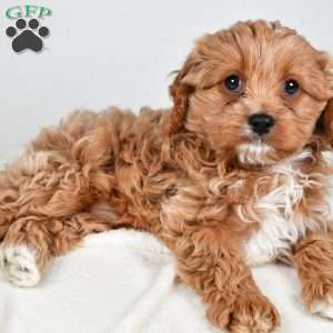 Pumpkin, Cavapoo Puppy