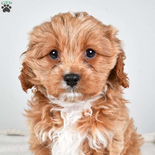 Pumpkin, Cavapoo Puppy