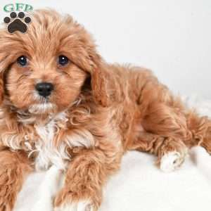 Pumpkin, Cavapoo Puppy