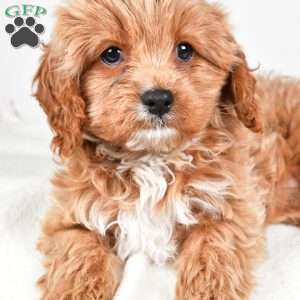Pumpkin, Cavapoo Puppy