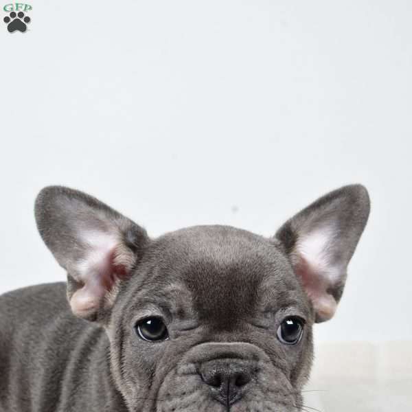 Blossom, French Bulldog Puppy