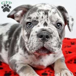 Winston, French Bulldog Puppy