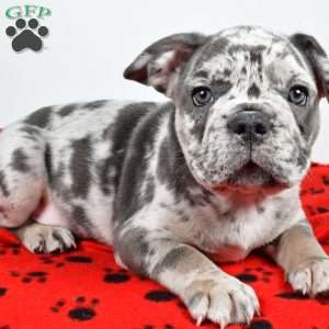 Winston, French Bulldog Puppy