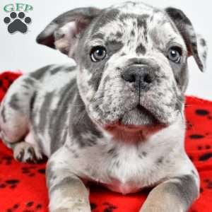 Winston, French Bulldog Puppy