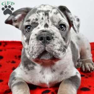 Winston, French Bulldog Puppy