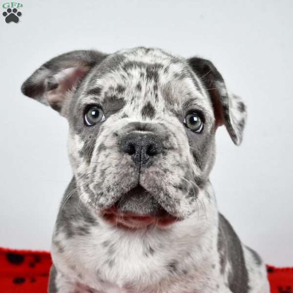 Winston, French Bulldog Puppy