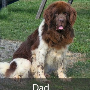 dad
